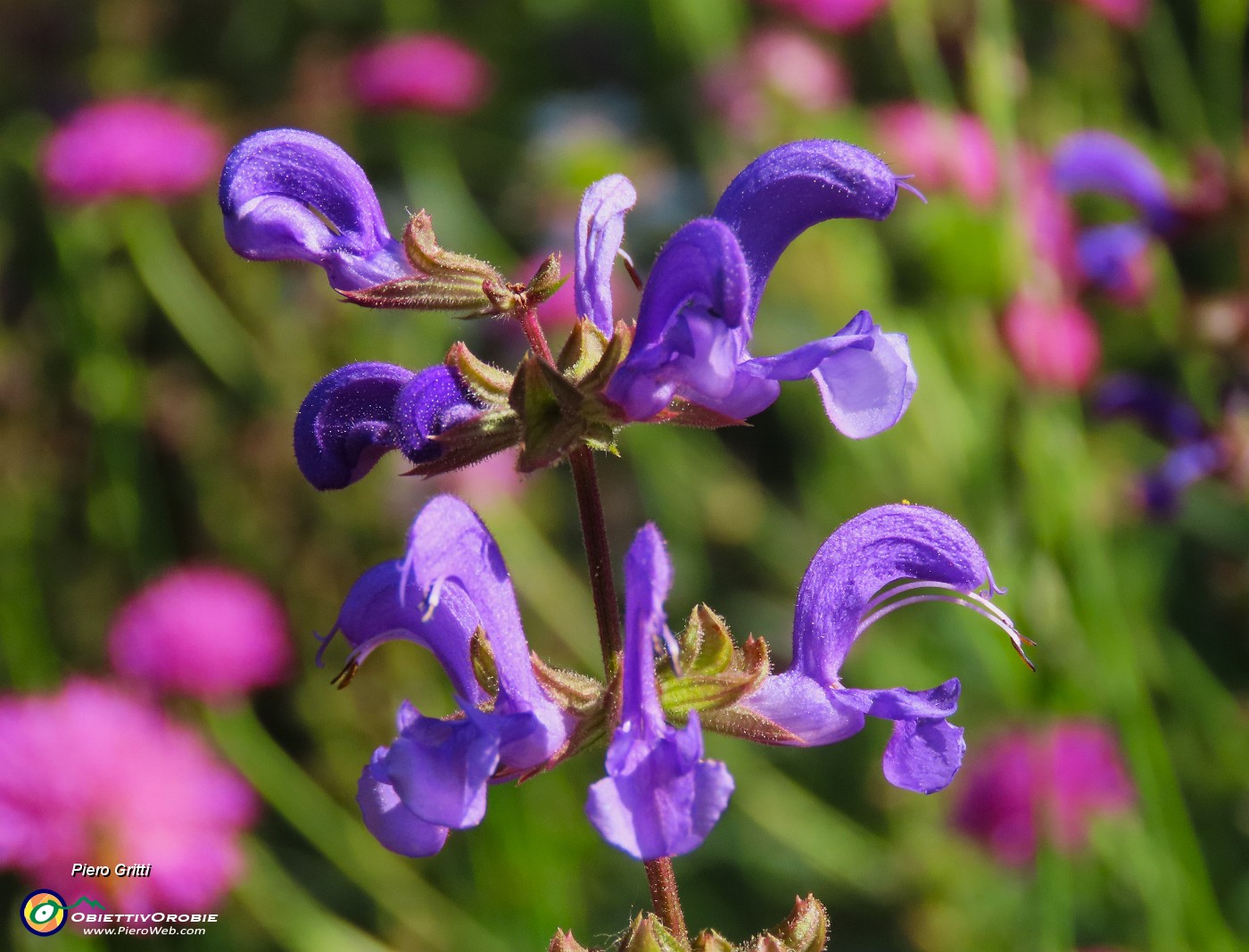 04 Salvia pratensis- Salvia dei prati .JPG